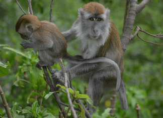 Trentham Monkey Forest – Park z liczną populacją małp w Staffordshire trentham monkey forest